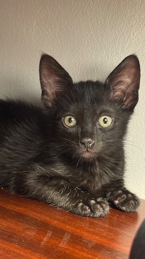 Pisicuțe spre adoptie