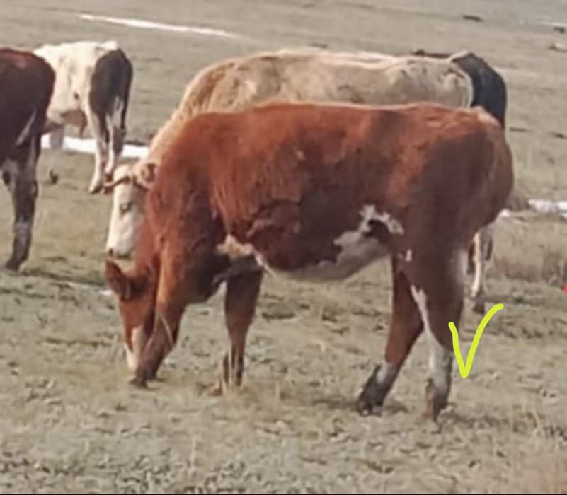 Продам тёлку -  1 ,8 мес.