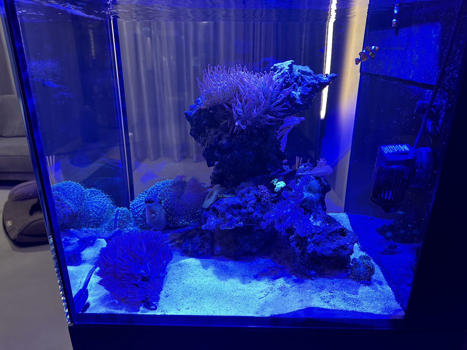 Acvariu marin complet cu corali Red Sea Max Nano Peninsula G2