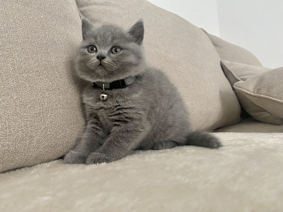 Pui british shorthair