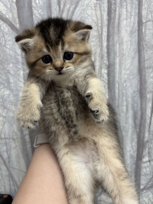 Золотая шиншилла девочка