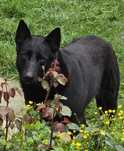 Caine spre adoptie