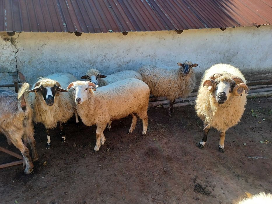 Berbec de rasă de vânzare