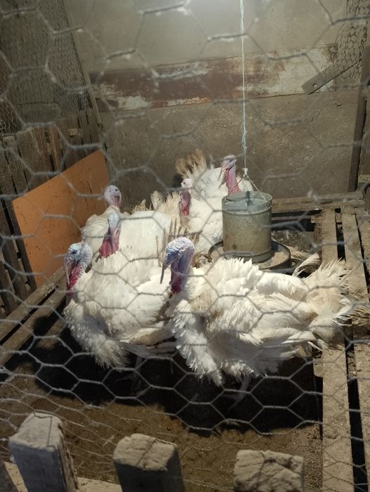 Пуки и пуяаци домашни