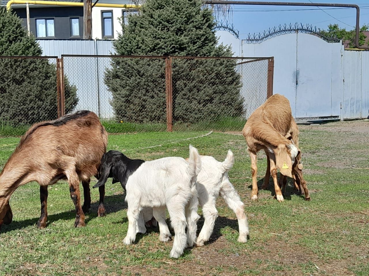 Продажа  нубискую козу в Алматы