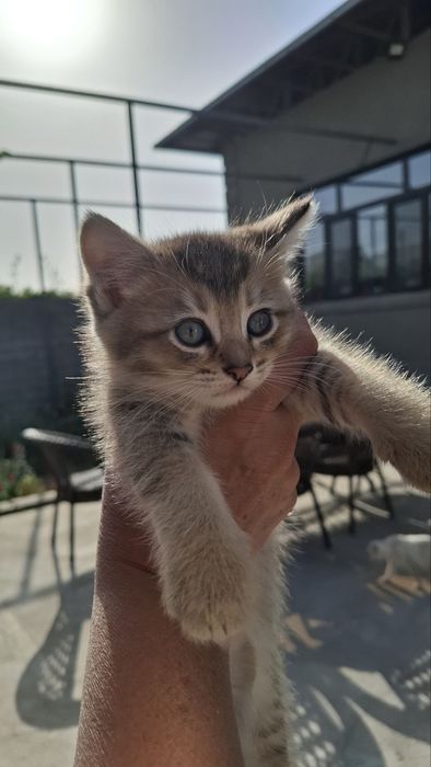 Продаются котята скоттиш фолд