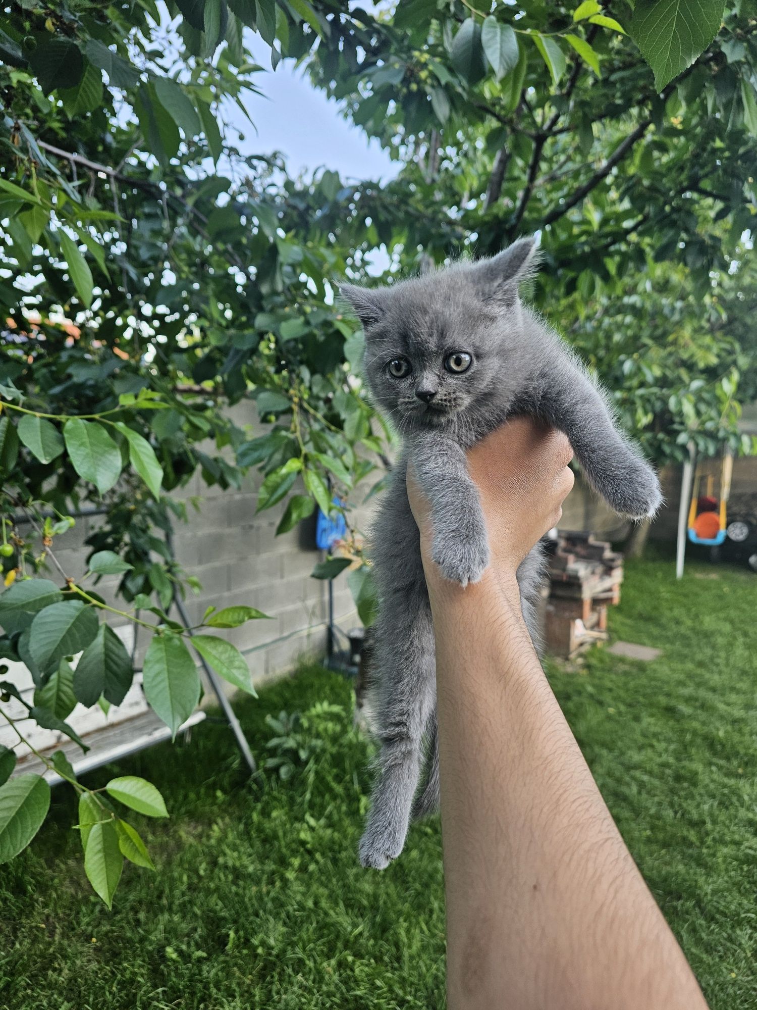 Pui pisica british shorthair