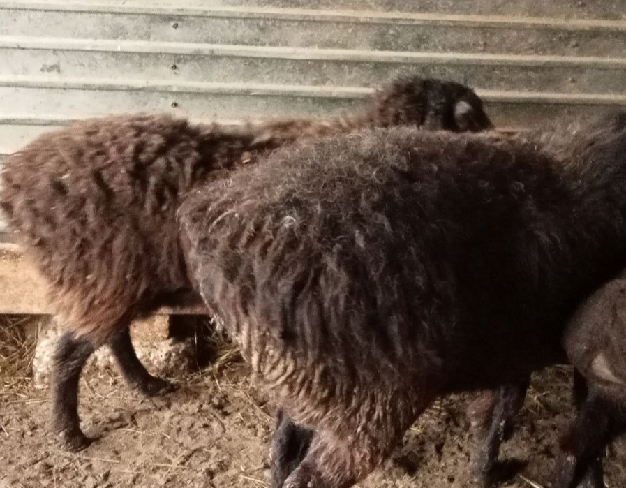 Кои токты бар багылган