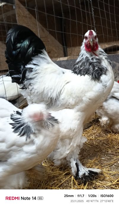 Oua incubat din păsări atent selecționate