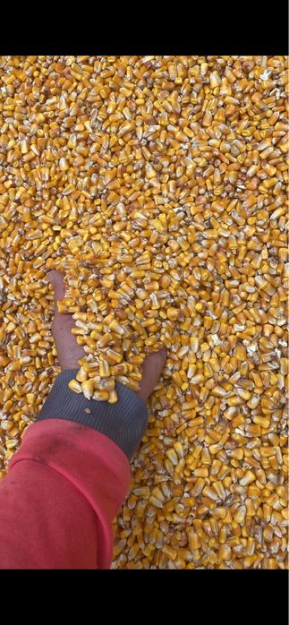 vand porumb recolta 2025