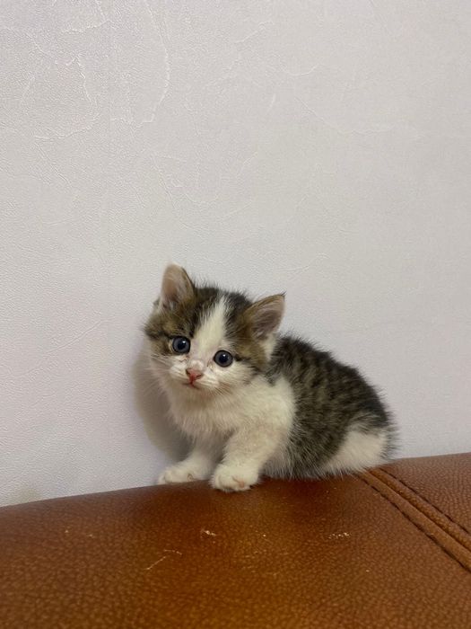 Үйдің мысықтары тегін