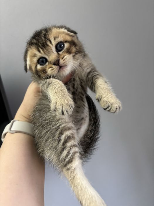 Продаются котята шиншиллы