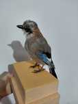 Gaita impaiata, taxidermie G2