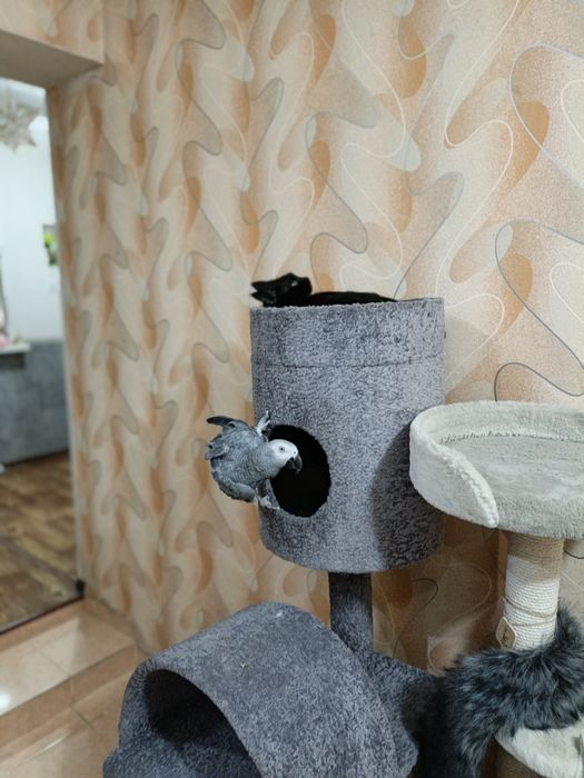 Жако попугай, 1.5 года