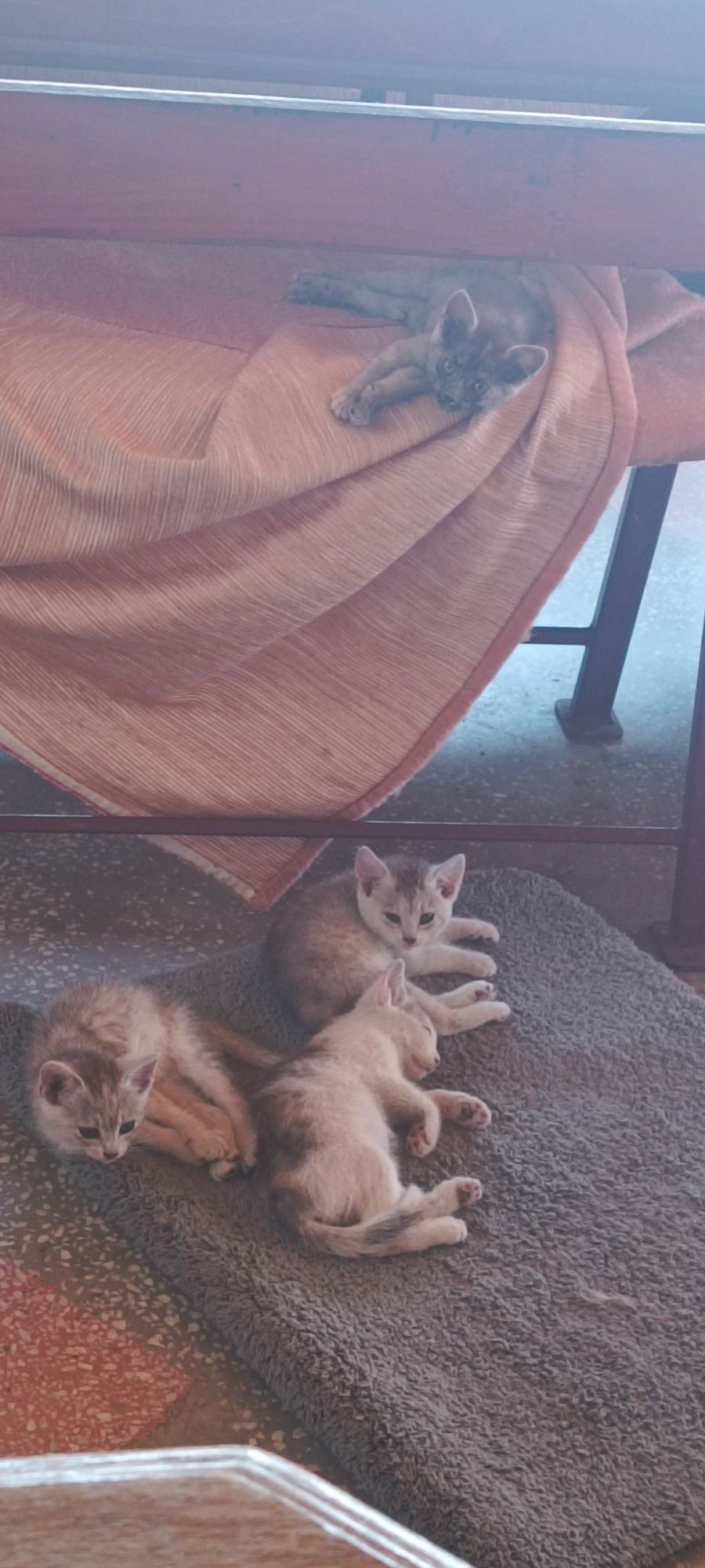 Donez pui de pisica