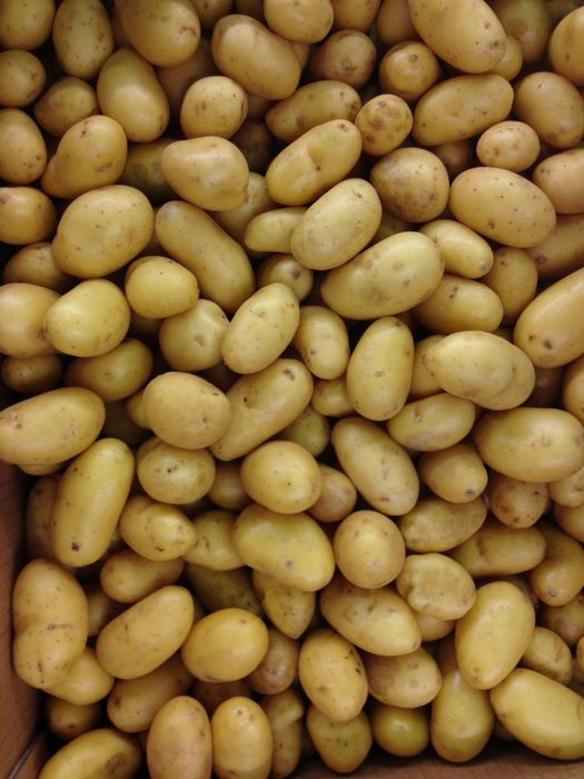 Продам домашнюю картошку