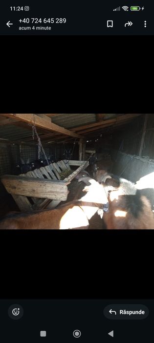 Vând capre alpine franceze