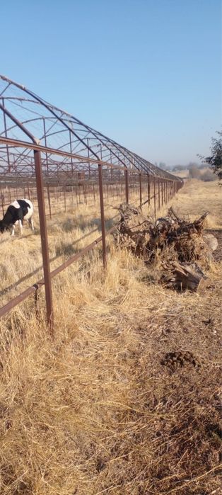 Теплица 50 соток  продается с домом