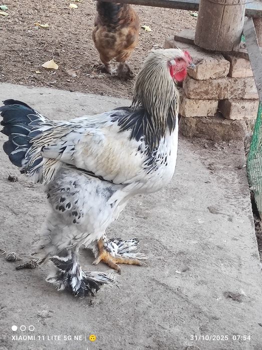 Brama xorozla sotiladi sogʻlom .donasi 200 mingdan .