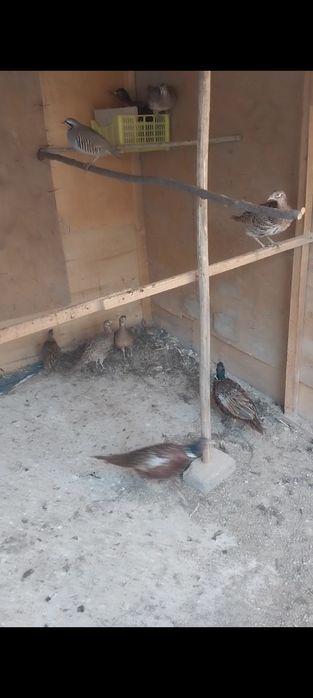 Kavkaz fazan sotiladi bahorgi jo'jalar kelishamiz barteram bo'ladi