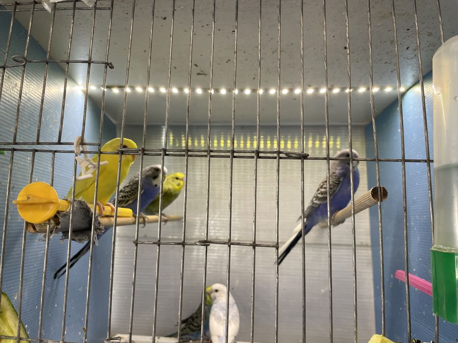 Вълнисти папагали