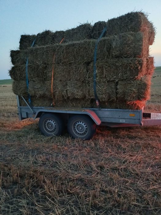 Baloți de paie  de anul acesta