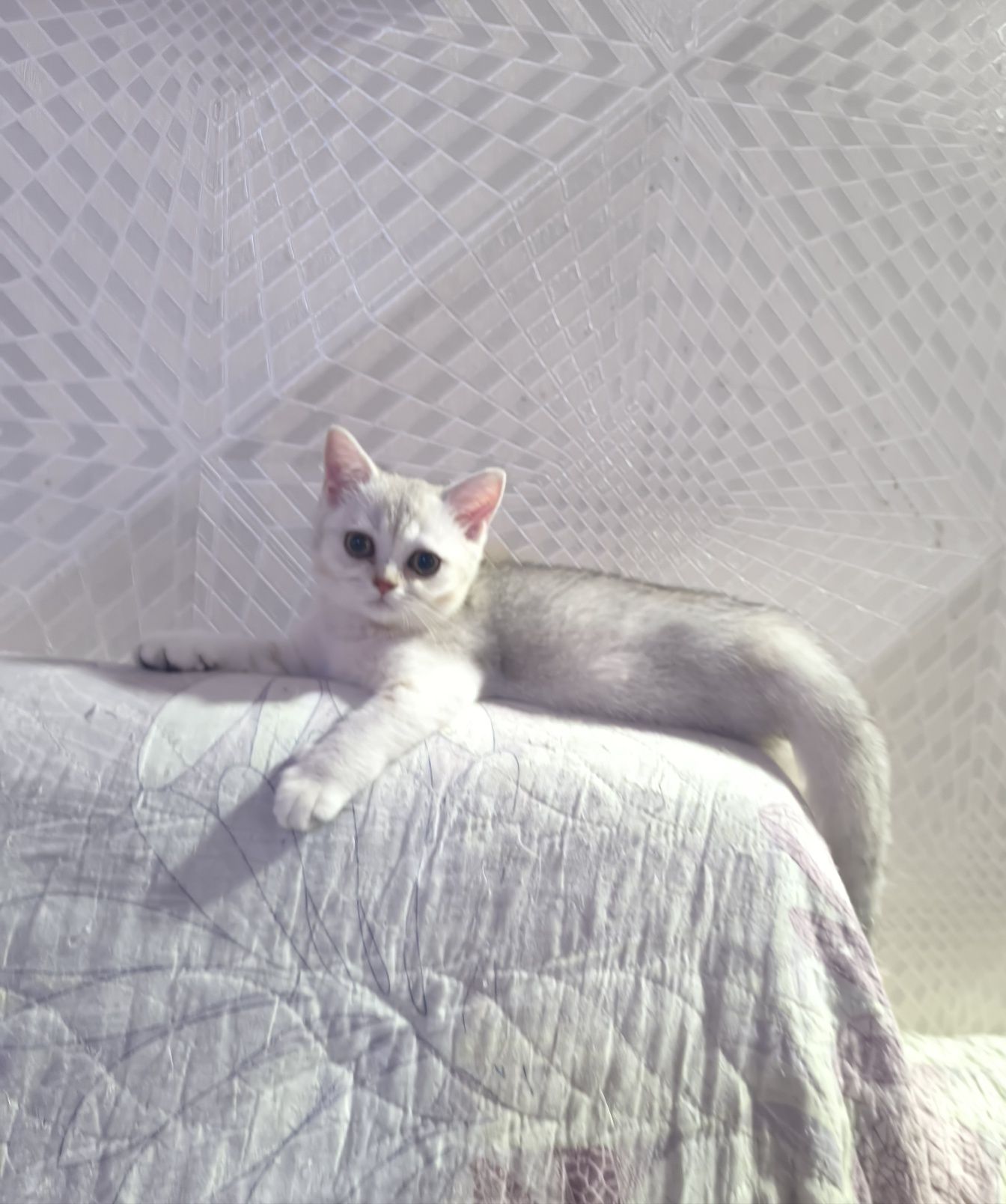 Шотландский скоттиш страйт