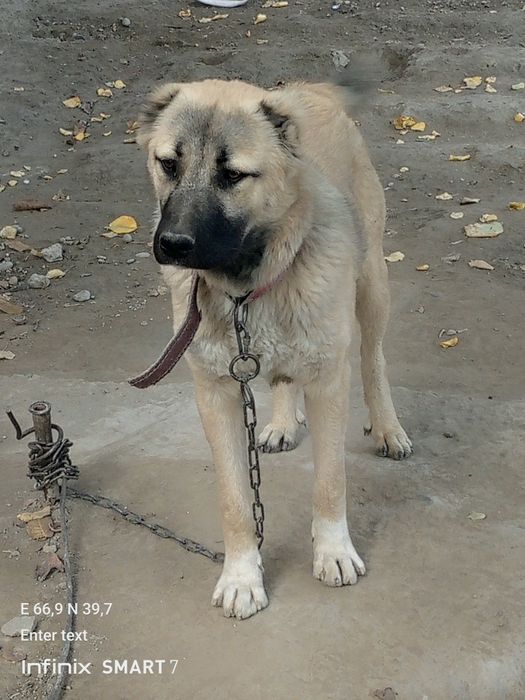 6oylik kangal erkak emlangan 100%