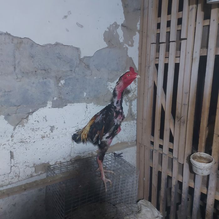 Корейц 1.5год крупный  Шпорист