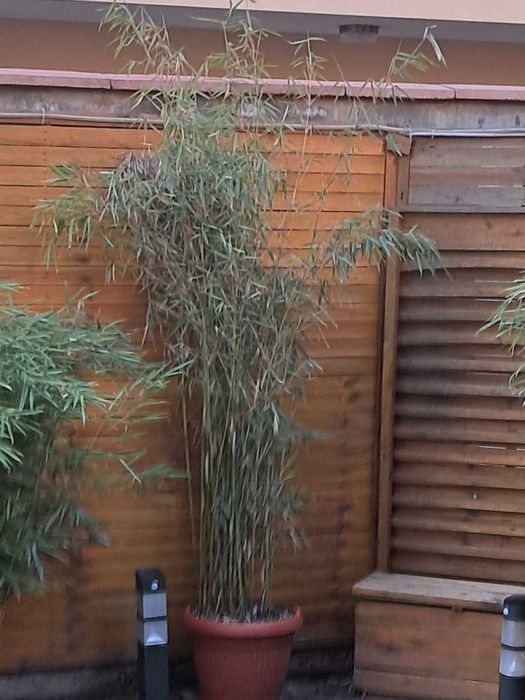 Бамбуково растение Fargesia Murielae Jumbo