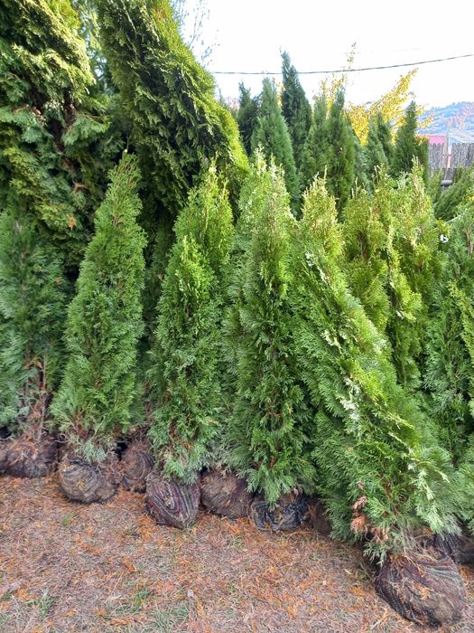 Tuia brazi mesteacăn tei salcie prunus criptomenia Danica magnolia