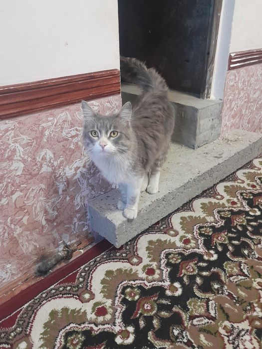 Mehribon qo‘llarga beriladi