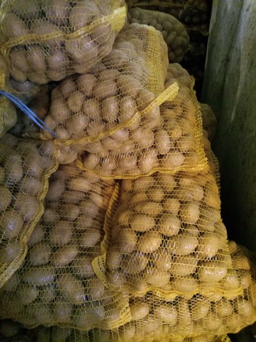 Картофи сорт Сорая