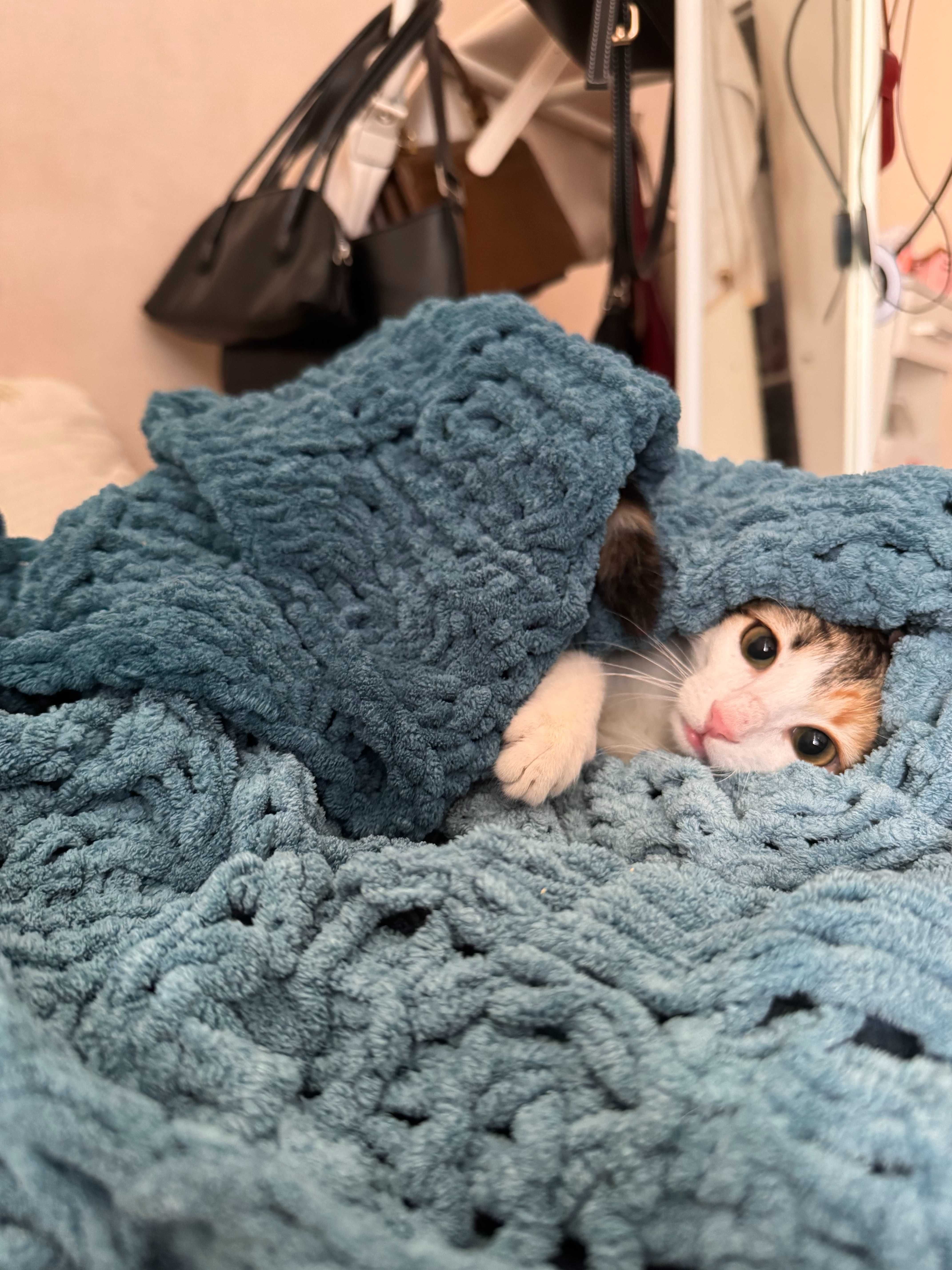 Малка котка в добри руки