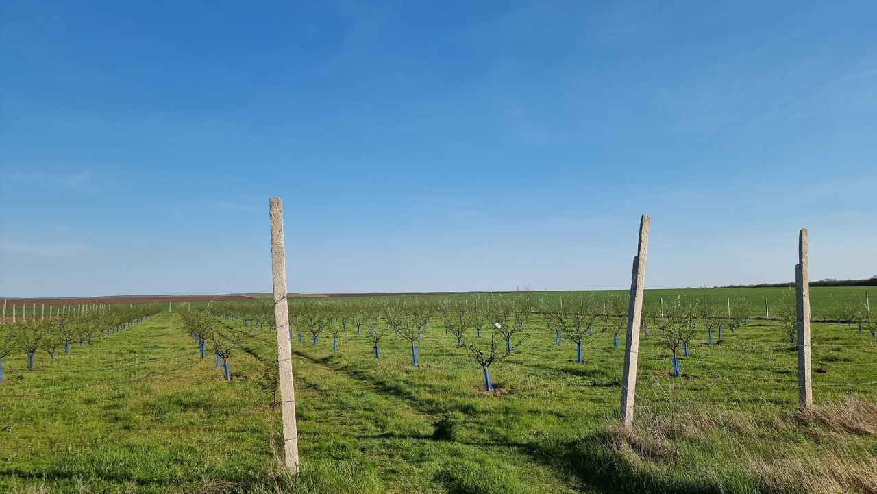 Продава се Земеделски имот в Варна, Лятно кино Тракия -  кв.м за 2084 €/дка - Снимка #2