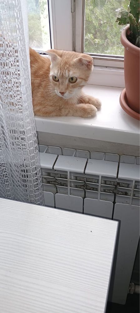 Отдам вислоухую рыжую кошку