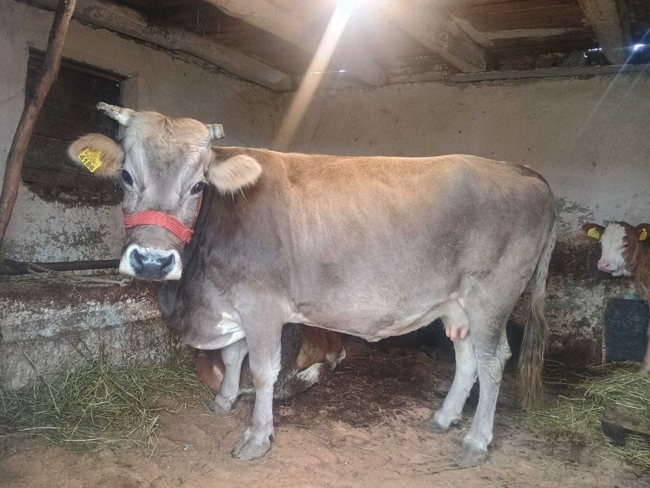 Vând o vaca bruna de Maramureș 5 ani gestanta in 9 luni