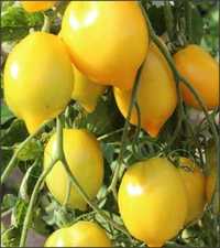 50 seminte Tomate Lemon Tree / transport gratuit de 1 iunie