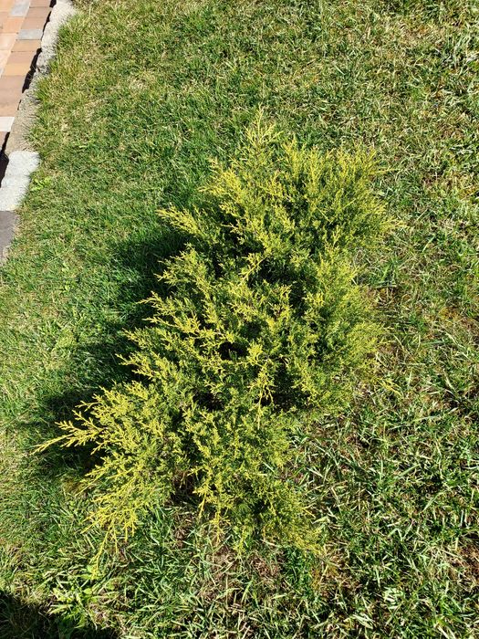 ienupăr pitic,conifer de 1 m diametru