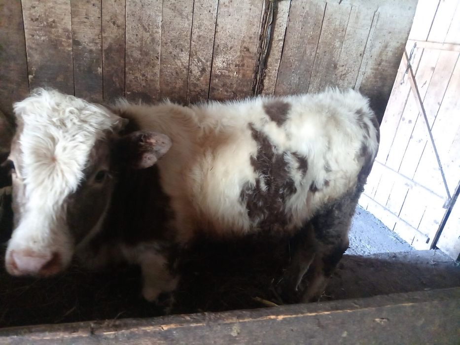 Vand vitel,cresut bine si intretinut are 5 luni !