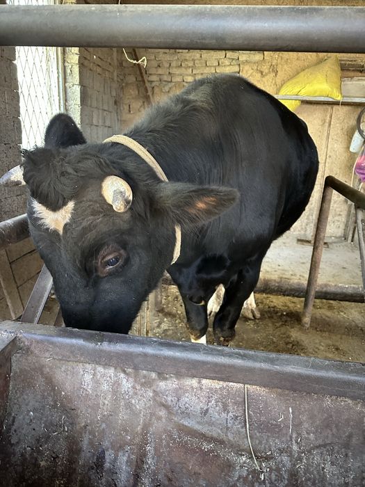 Buq sotiladi 28 milyon kelshamiz