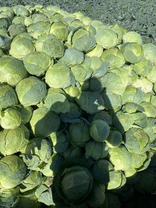 Varza ROMANEASCA pentru murat