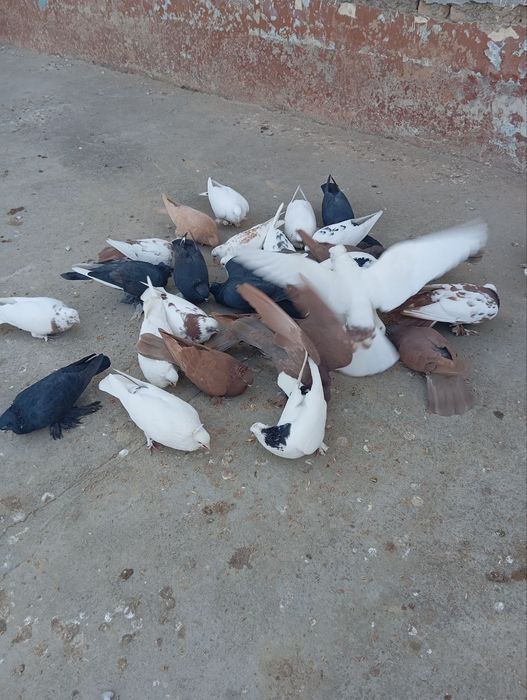 Каптарла сотилади срочно!!