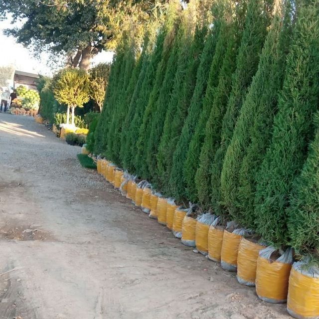 Archa ko'chatlar bor Xarhil turdagi.