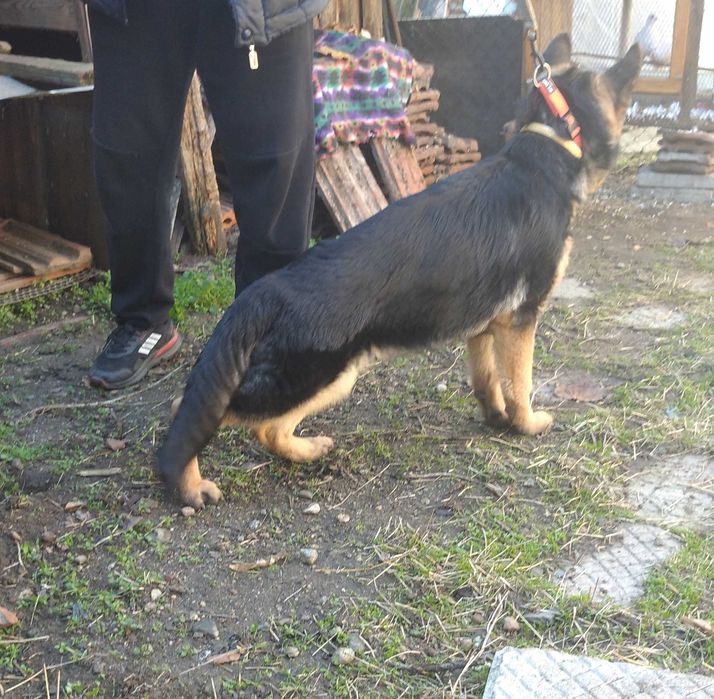 Немска овчарка женска