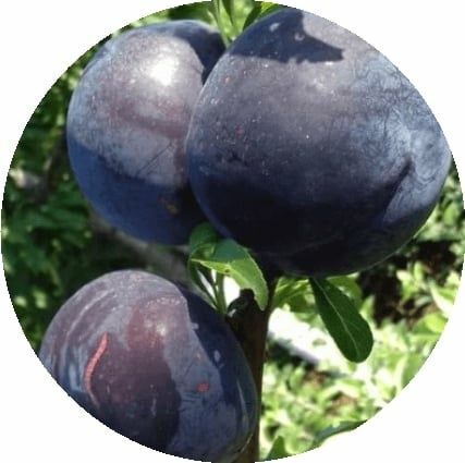 Prun Japonez  (Soiul Black Sun )