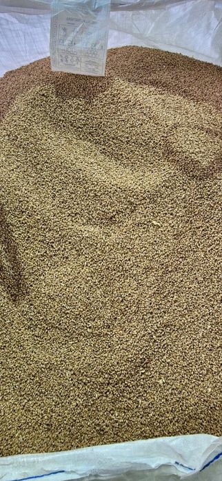 Semințe grâu Sofru C1 –  (netratat 1,7 lei /tratat 1,9 lei/kg)