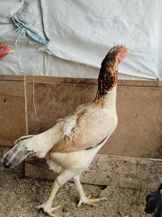 Китай карис , один шамо микс срочно
