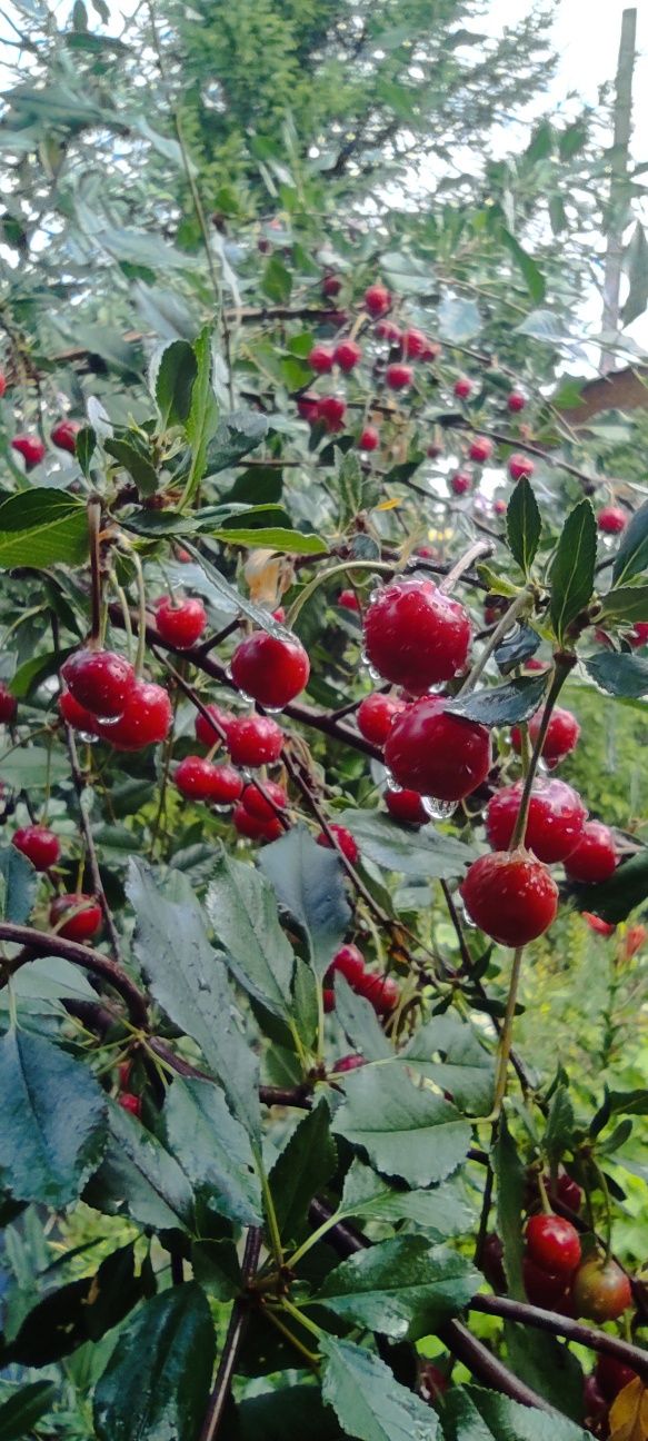 Продам            вишню