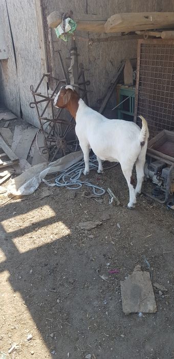 Țap si capră Boer